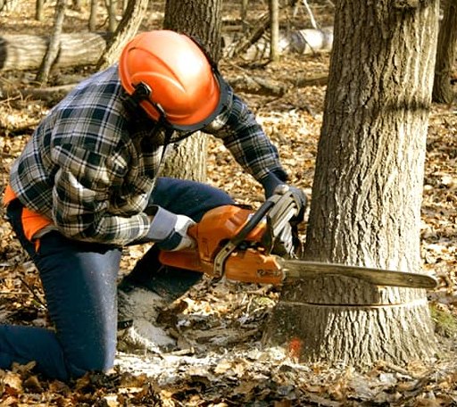 Tree Removal in Beasley, TX